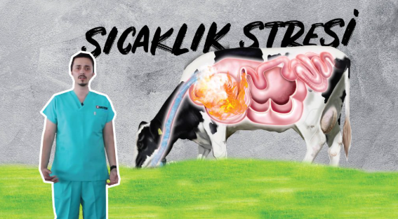 Sıcaklık Stresinden Hayvanlarınızı Koruyun. Nötr10 - Balyem Ar-Ge